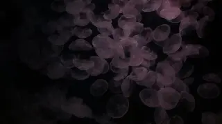 Преди началото на сезона: Тревога на това място в Гърция заради струпване на медузи