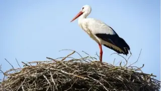 Семейство от Пловдив спаси бедстващ щъркел