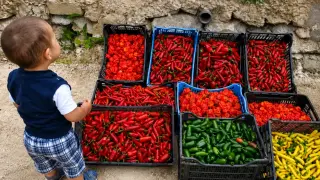 Първата ферма за люти чушки у нас излезе на румънския пазар