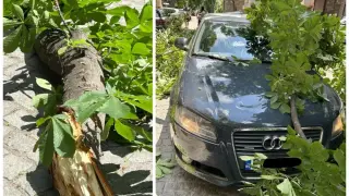 Пловдивчанка съди общината заради изгнил клон