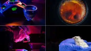 Живи пиленца се излюпиха от изкуствени яйца