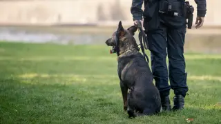 Нова помощ за „Капитан Андреево“: Кучета ще надушват лодки на каналджии