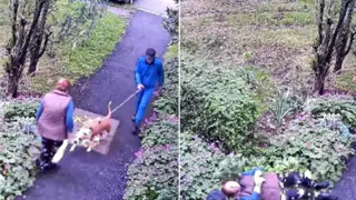 Жена пострада сериозно от питбул в столичен квартал, издирват стопанина на животното