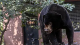 Мечка нахлу в хотел, туристи цяла нощ са в паника