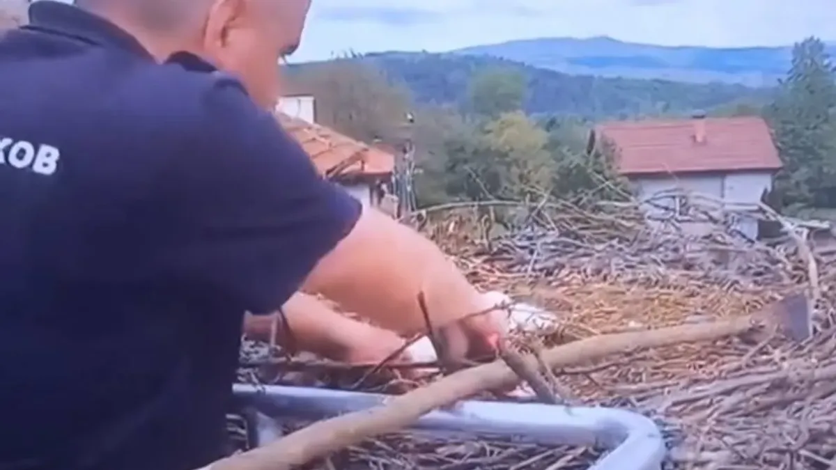 Драма с щъркелче в Драгушиново завърши щастливо! Спасиха малкото Драго и Драга в последния момент