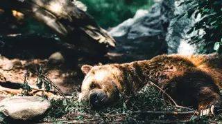Важен директор със значимо твърдение за мечките и фаталния инцидента на Витоша