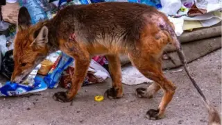 Болна лисица се появи в „Младост“, столичани поискаха помощ