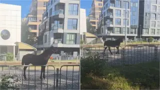Кон се откъсна от каруца и се шмугна между колите на голям столичен булевард Кадри