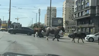 Коне блокираха движението на ключово кръстовище в столичния квартал „Люлин“