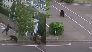 Мечка нахлу в предприятие в жилищен район в Япония и рани четирима души Кадри