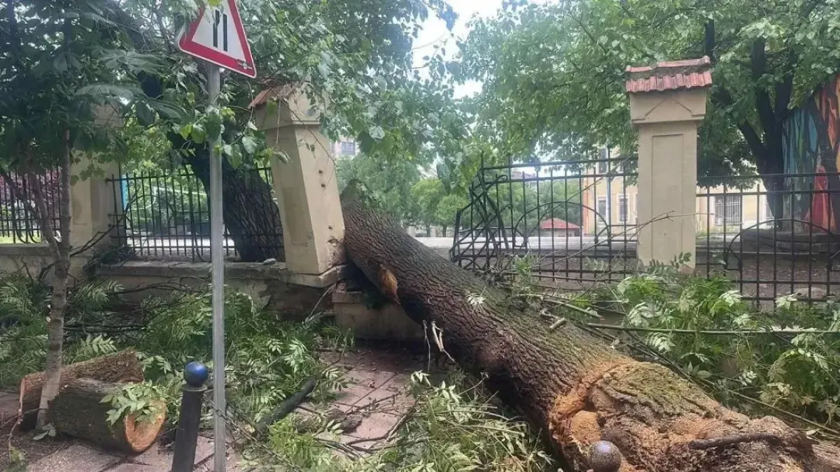 Дърво разцепи ограда на училище в топ центъра на София Снимки