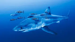 Водолази в Средиземно море за първи път заснеха рядка акула