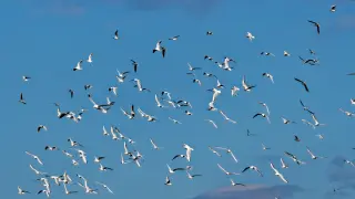Физици дадоха обяснение защо птичите ята не се подчиняват на третия закон на Нютон