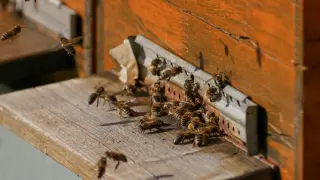 Някои пчели са по-уязвими от климатичните промени