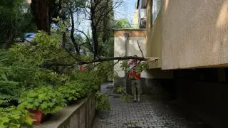 Клон падна и набучи тераса в Стара Загора като на шиш