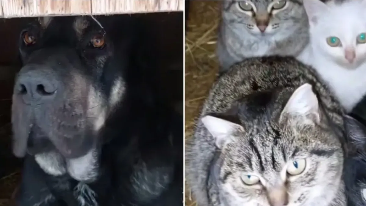 Куче пусна котките в своята колиба