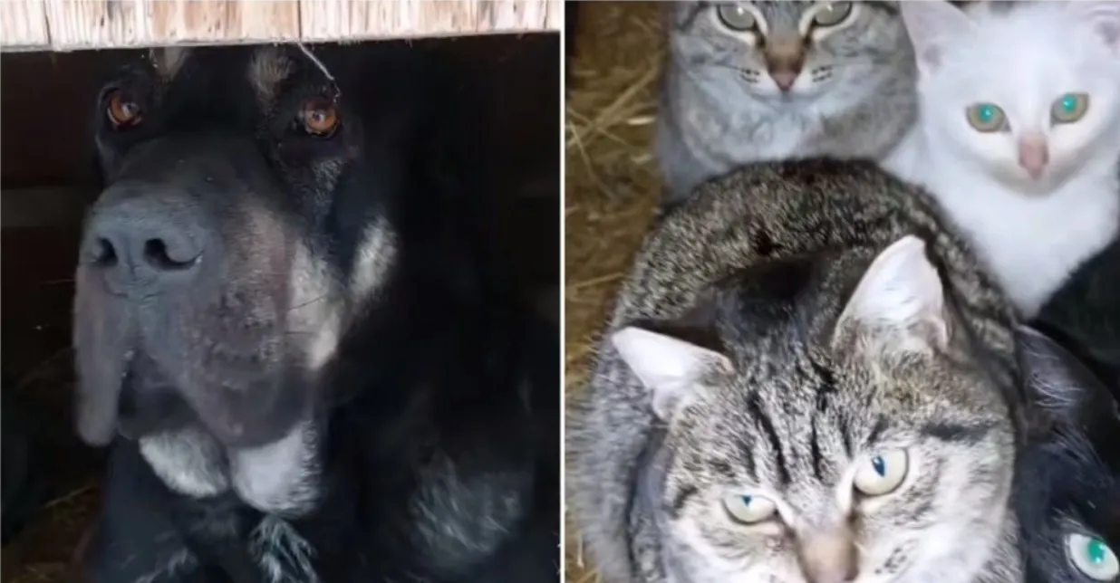 Куче пусна котките в своята колиба