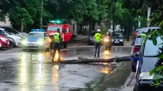 Голям клон се стовари на улица в Плевен след валежите