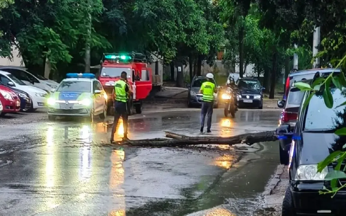 Голям клон се стовари на улица в Плевен след валежите