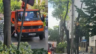 "Срам!": Софиянци на бунт заради рязане на дървета в едно от най-зелените карета на столицата