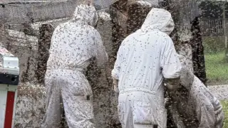 Камион с милиони пчели се обърна в Тексас, блокира жителите на цял квартал в домовете им
