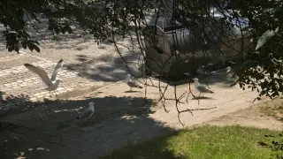 Крясъци по тъмно и мръсни коли: Гларуси тормозят Пловдив