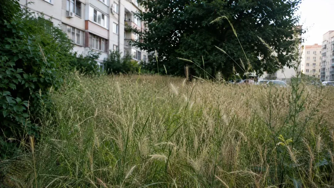 Неподдържани тревни площи в София причиняват осили и кърлежи при домашни животни и деца