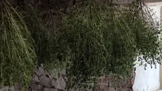 Българската чубрица е еталон за качество на Балканите: как климатът и традицията я правят незаменима