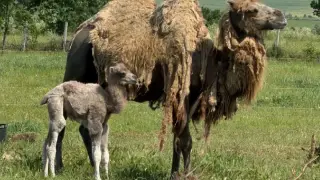 Рядко чудо в Зоопарк Бургас – роди се бяла принцеса