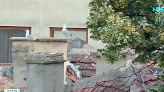 София вече е рай за чайките, а море няма