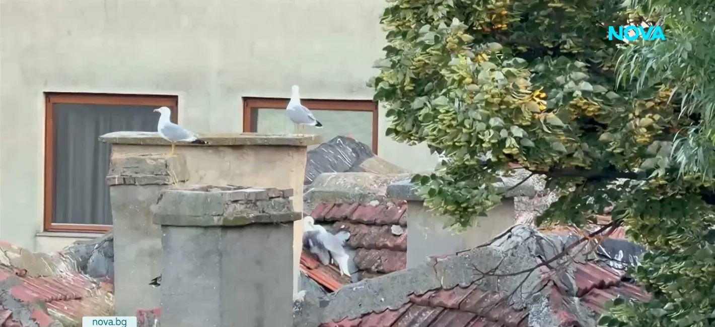 София вече е рай за чайките, а море няма