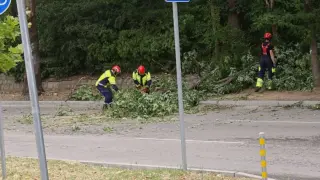 Дърво падна на оживен булевард в Пловдив Снимки