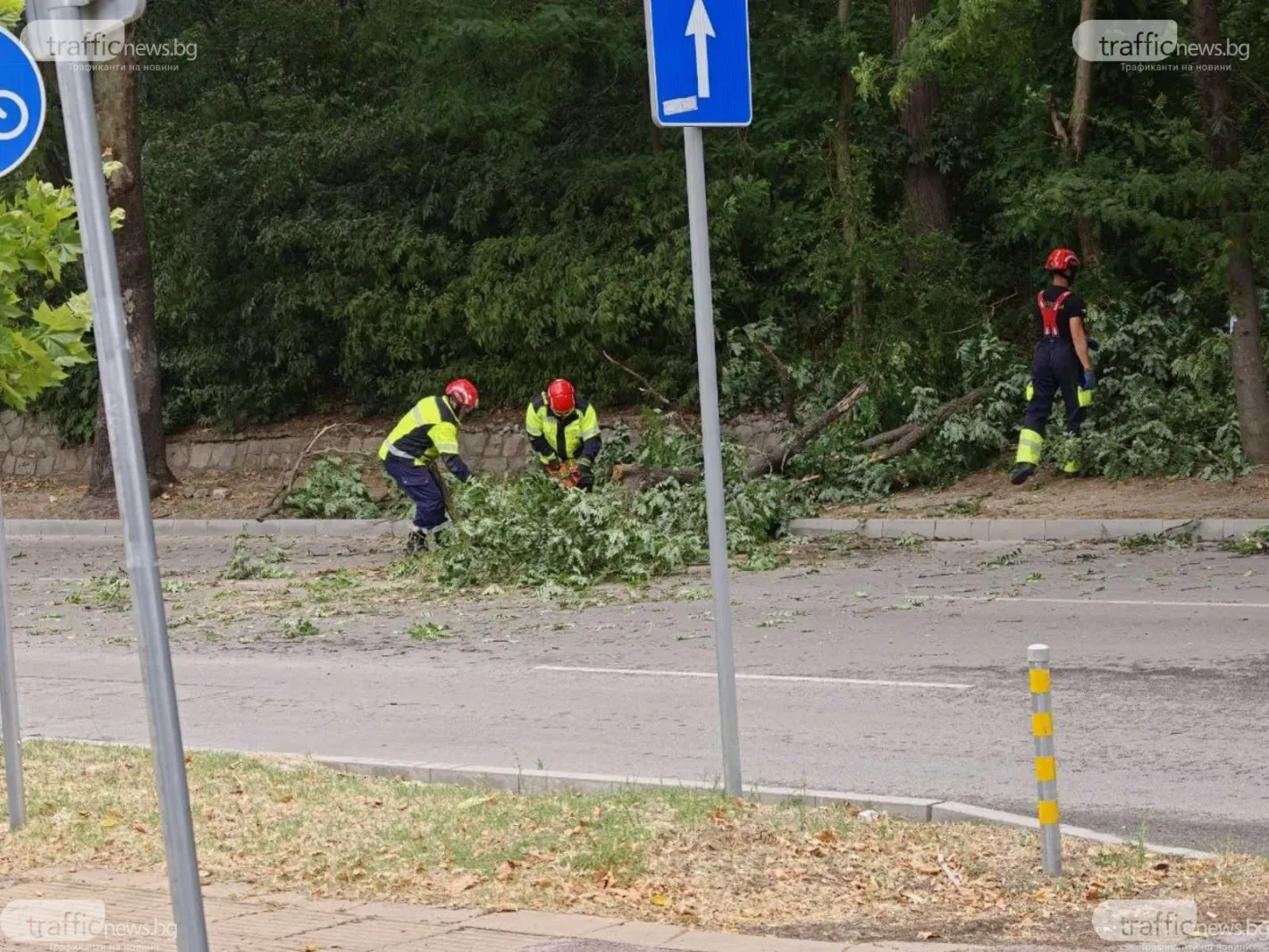 Дърво падна на оживен булевард в Пловдив Снимки