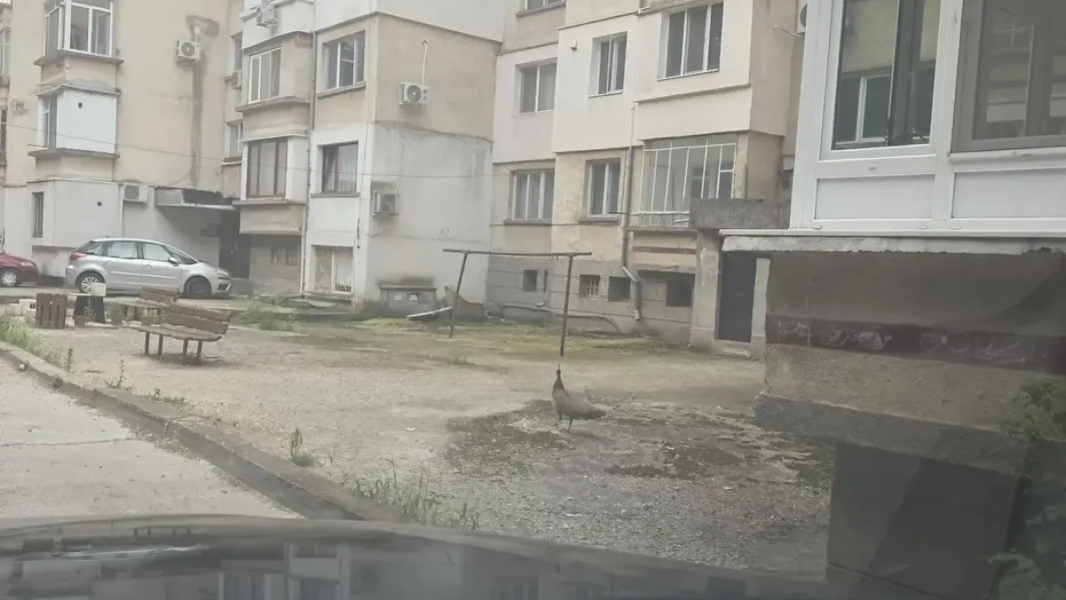 Паун се разхождаше по улиците на Плевен, изненада местните жители