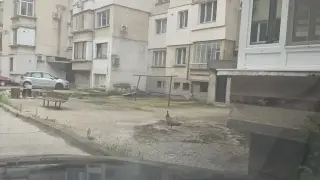 Паун се разхождаше по улиците на Плевен, изненада местните жители