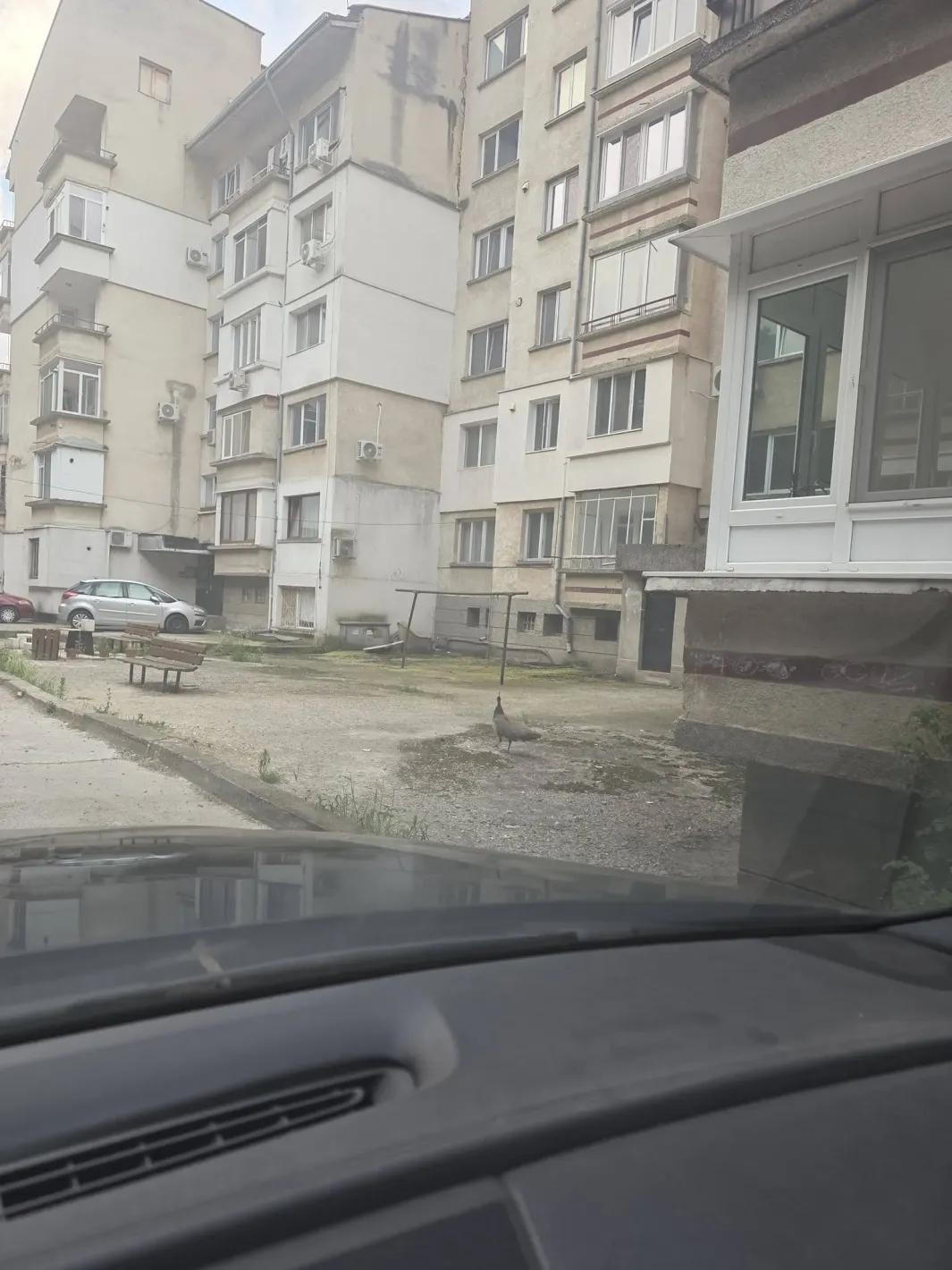 Паун се разхождаше по улиците на Плевен, изненада местните жители