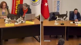 Котка се появи на конференция в Турция и привлече вниманието