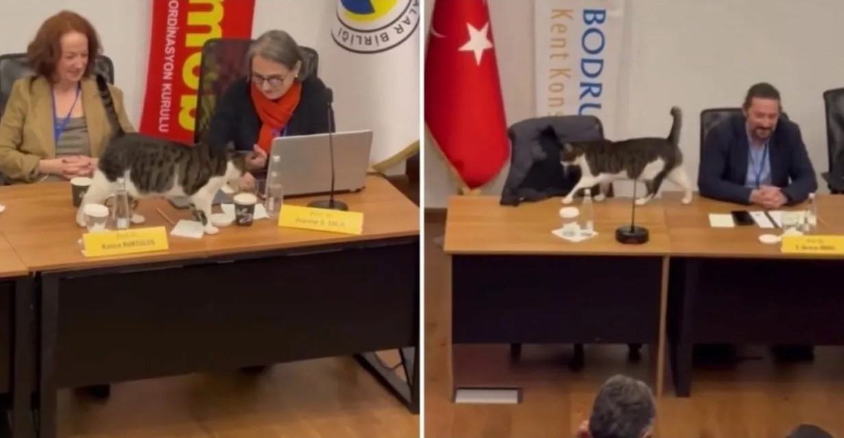 Котка се появи на конференция в Турция и привлече вниманието