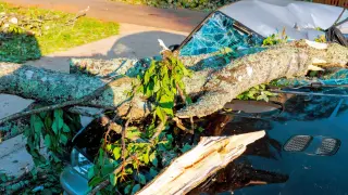 Дърво падна върху движещ се автомобил край Джебел, шофьорка оцеля по чудо Снимки