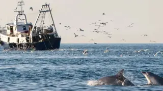Като пирати: последните делфини от Адриатическо море преследват кораби, за да оцелеят