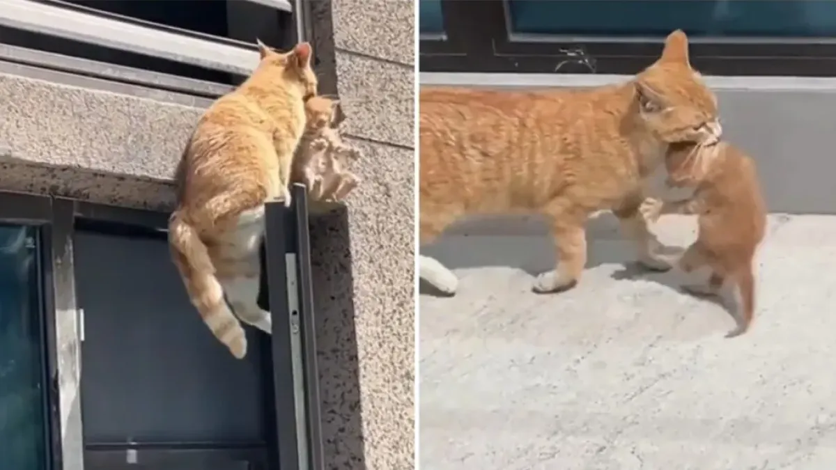 Майка котка показа страхотна сръчност и координация