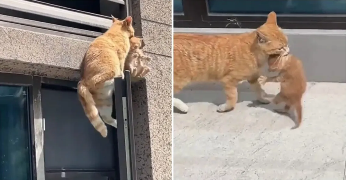 Майка котка показа страхотна сръчност и координация