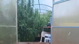Пенсионери от Дания превърнаха двор в Бургаско в оранжерия за марихуана