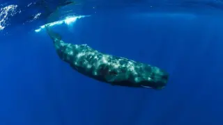 Кашалотите в Средиземно море имат различни „диалекти“, откриха учени