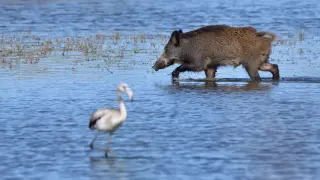 Българска туристка бе нахапана от диви прасета на гръцки остров