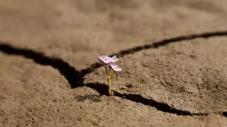Учени изчислиха кога температурата на Земята може да достигне 65°C и растенията да изчезнат