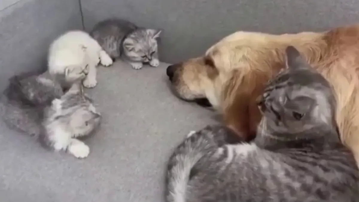 Котка помогна на котенцата си да се сприятелят с куче