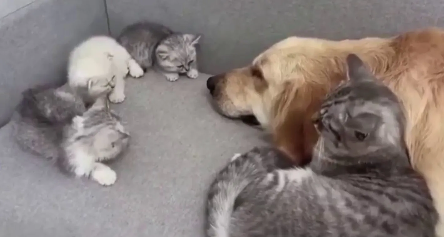 Котка помогна на котенцата си да се сприятелят с куче