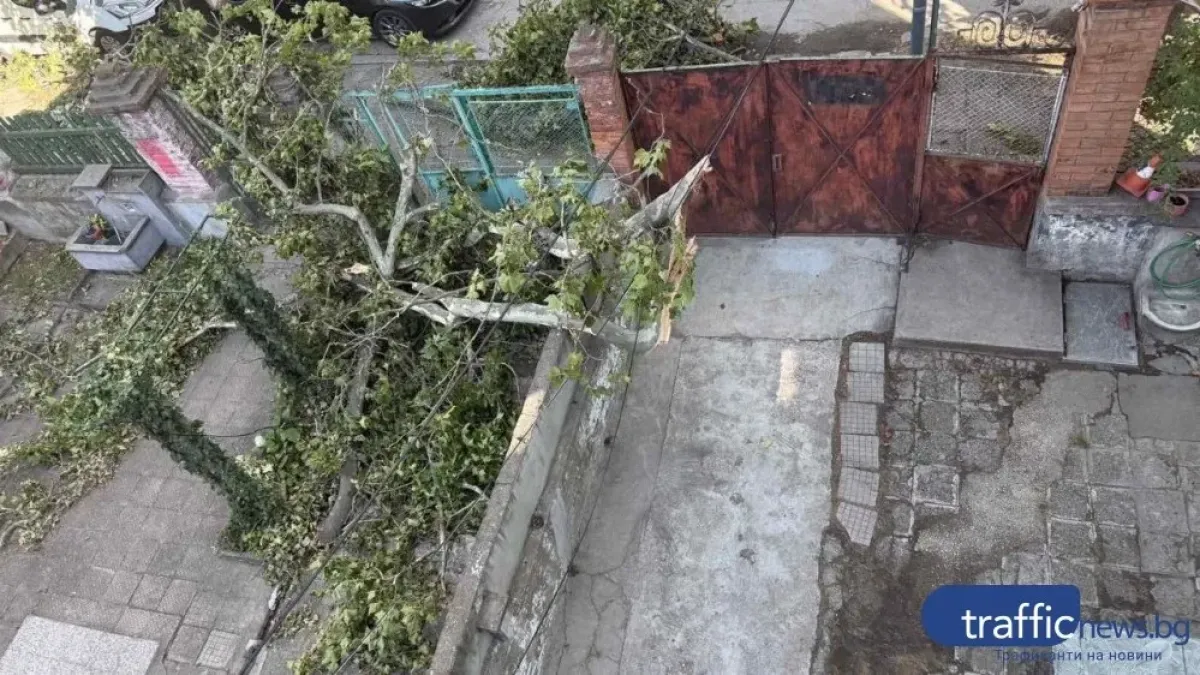 Пловдивчани и доброволец помогнаха на възрастна жена, блокирана от паднали след бурята клони