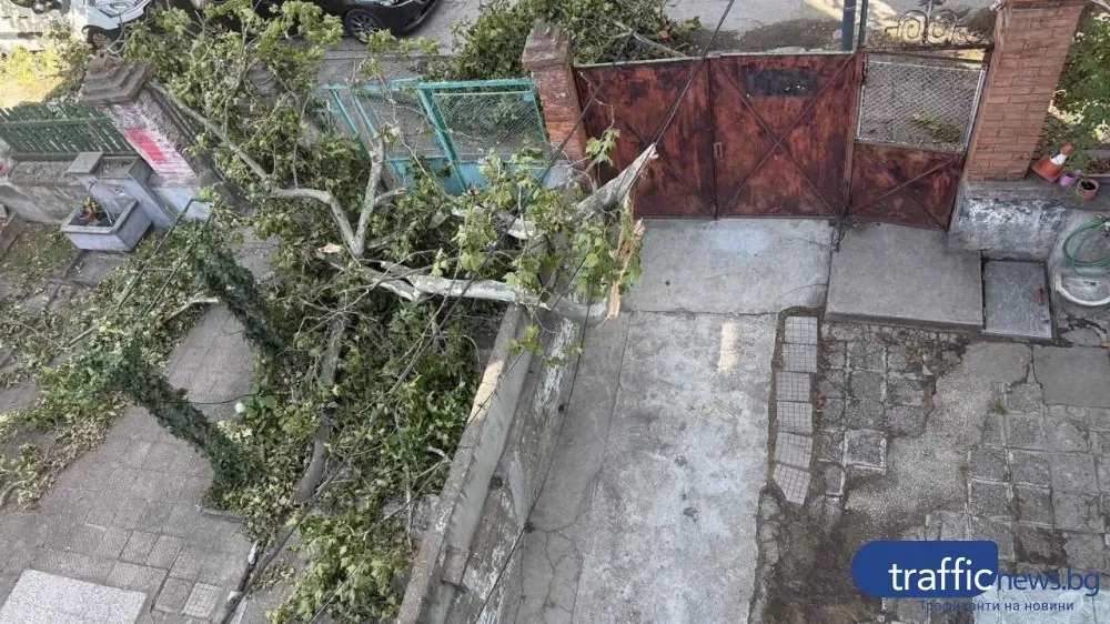 Пловдивчани и доброволец помогнаха на възрастна жена, блокирана от паднали след бурята клони